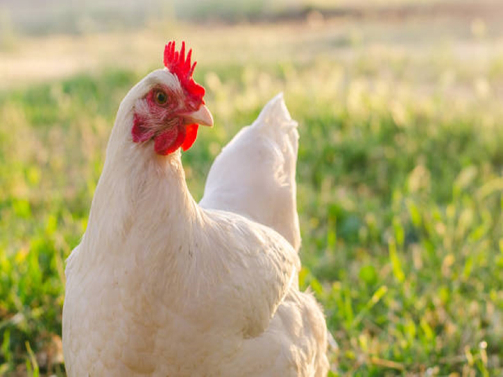 hen